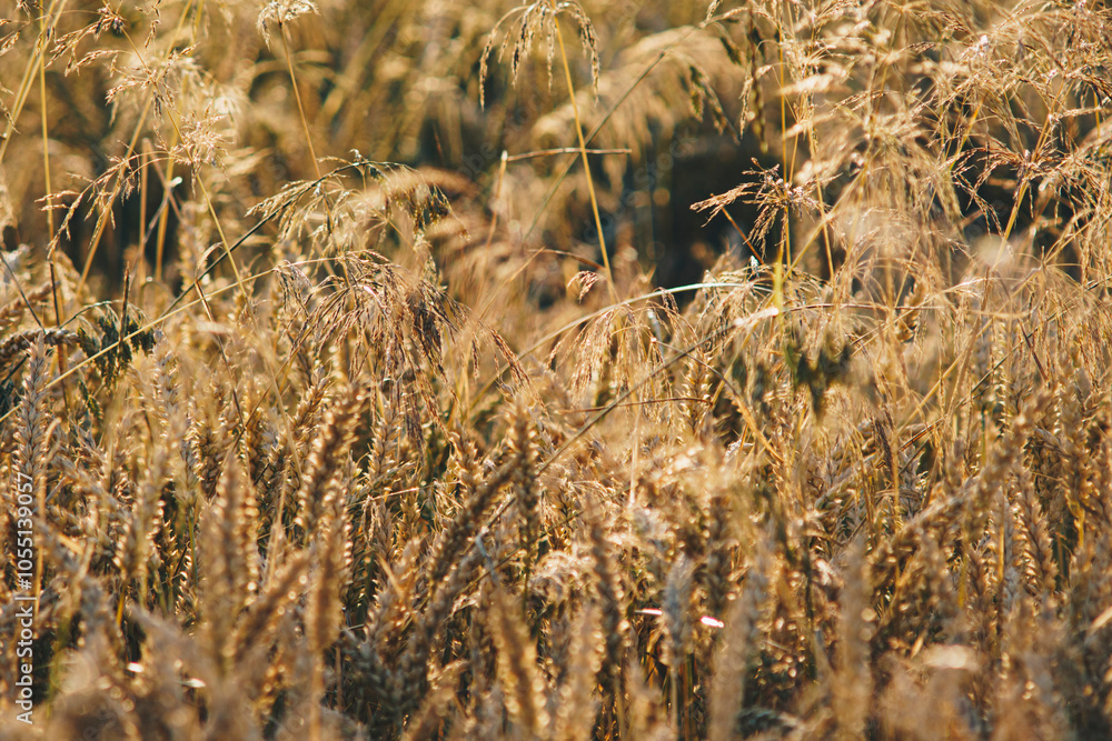Fototapeta premium wheat growing in the field just before the harvest period in summer