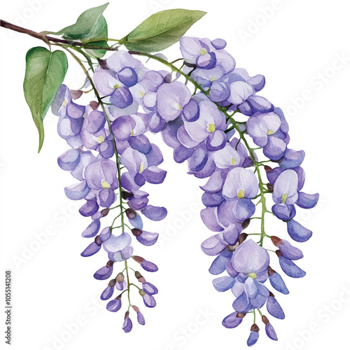 wisteria flower watercolor clipart illustration