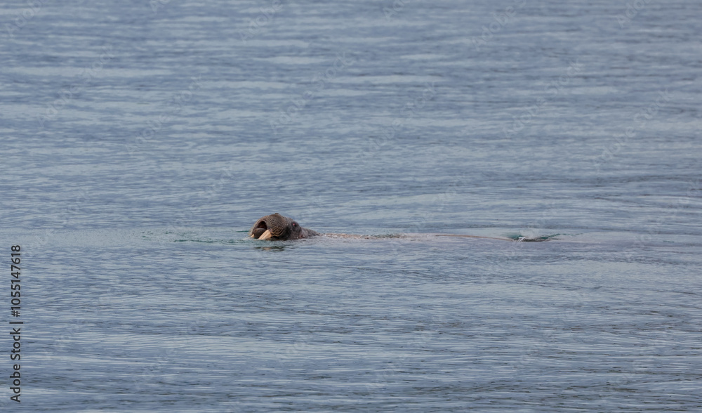 A curious seal swimming in the clear waters of Svalbard during a sunny day A curious seal swimming in the clear waters of Svalbard during a sunny day