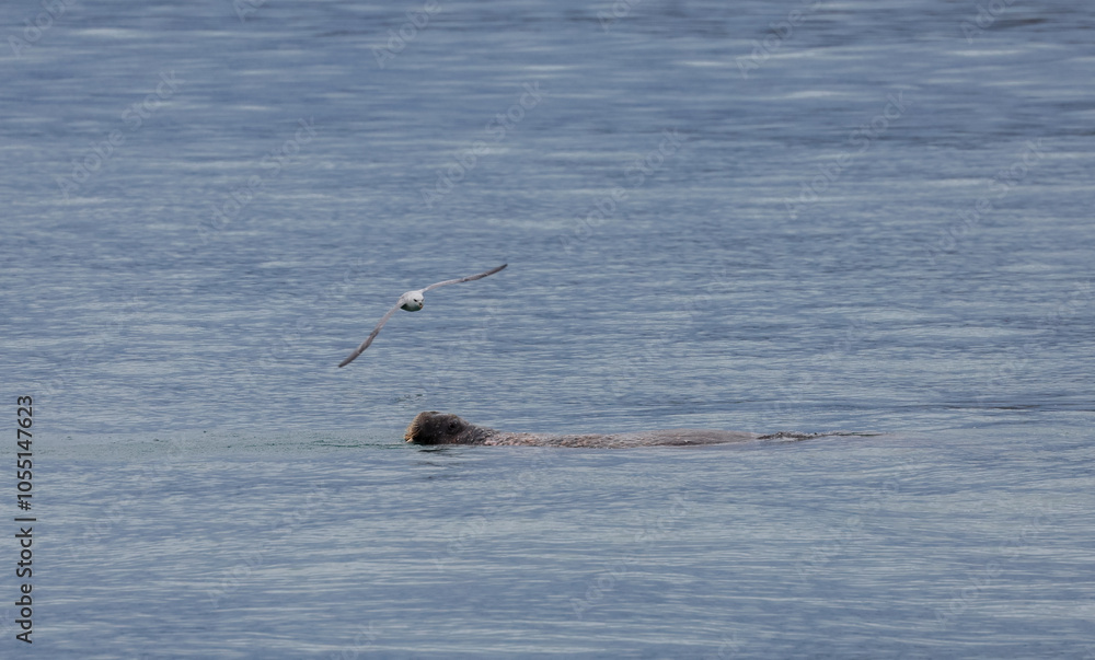 A curious seal swimming in the clear waters of Svalbard with a seagull flying overhead A curious seal swimming in the clear waters of Svalbard with a seagull flying overhead
