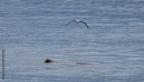 A seal swimming in the calm waters of Svalbard with a bird flying overhead at midday