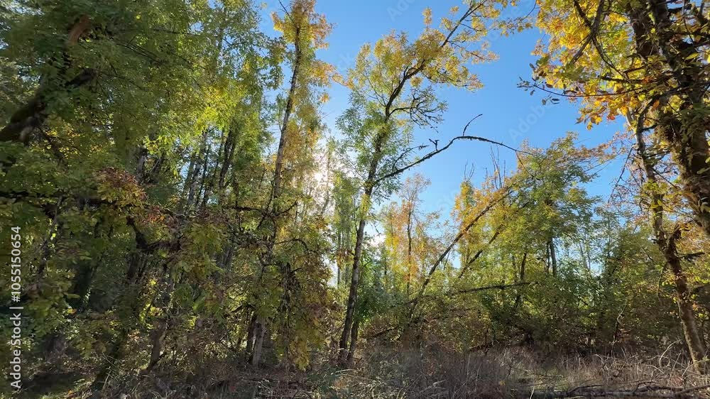 Fall colored trees with sunny blue sky Fall colored trees with sunny blue sky