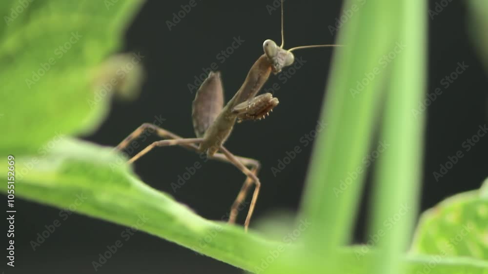 Shot of a Praying Mantis Front View on a Leaf 1080