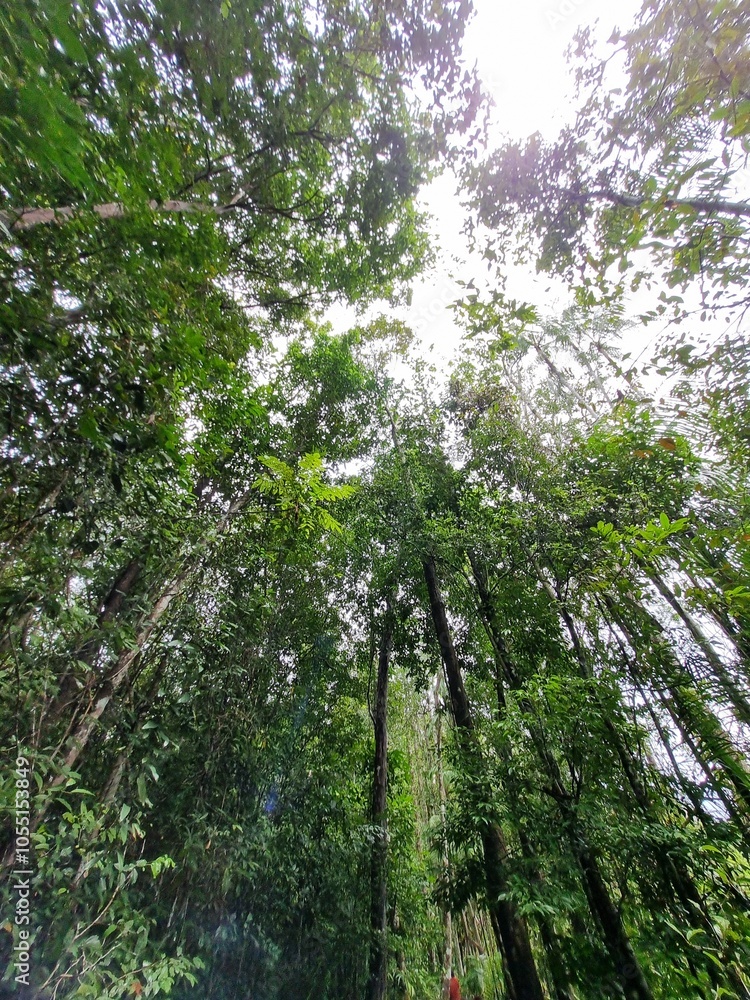 Fototapeta premium Lush Green Forest Canopy Under Bright Sky