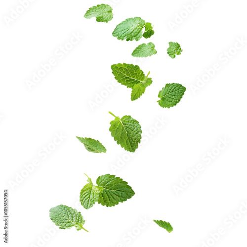 Fresh green mint leaves falling on a black background.