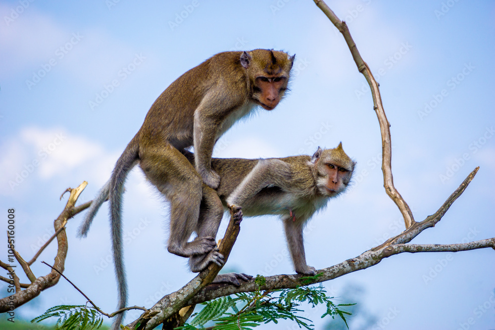 Obraz premium Macaca fascicularis (Monyet kra, kera ekor panjang, monyet ekor panjang, long-tailed macaque, monyet pemakan kepiting, crab-eating monkey) on the tree.
