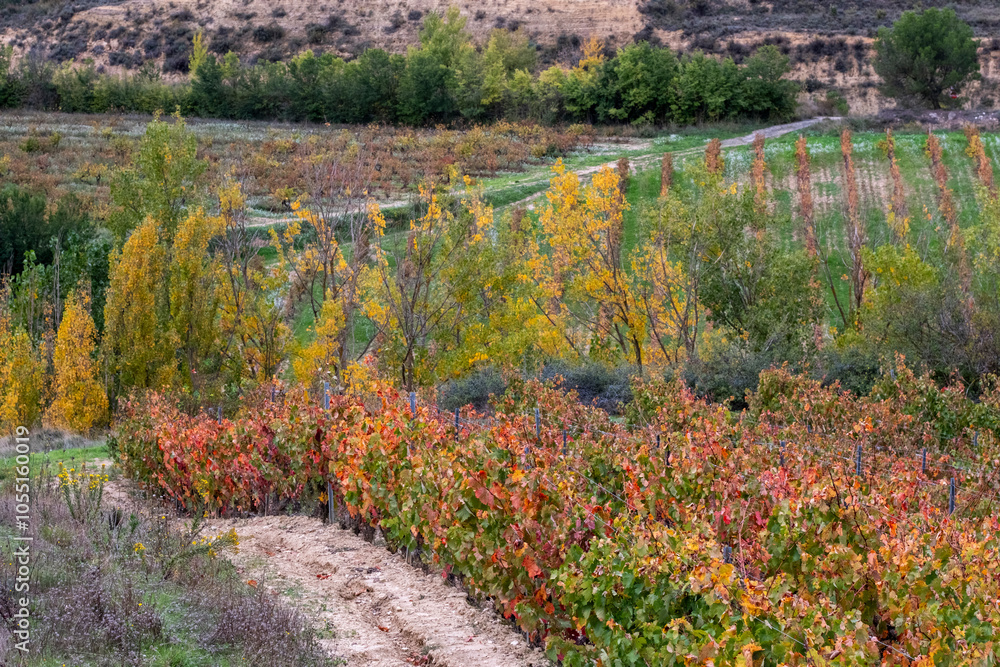 A vibrant vineyard showcasing autumn's fiery reds and oranges set against rolling hills, capturing the beauty and tranquility of rural agricultural landscapes in La Rioja Spain A vibrant vineyard showcasing autumn's fiery reds and oranges set against rolling hills, capturing the beauty and tranquility of rural agricultural landscapes in La Rioja Spain
