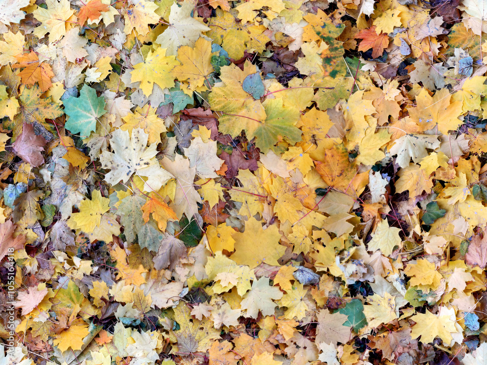 The seamless background with autumn maple leaves.
The seamless background with autumn maple leaves.