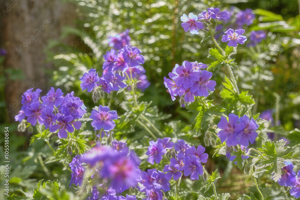 Spring, flowers and plants in garden for wallpaper, healthy environment or blooming in sunshine. Purple geranium, bush or leaves in nature for growth, landscaping or Earth day awareness in background Spring, flowers and plants in garden for wallpaper, healthy environment or blooming in sunshine. Purple geranium, bush or leaves in nature for growth, landscaping or Earth day awareness in background