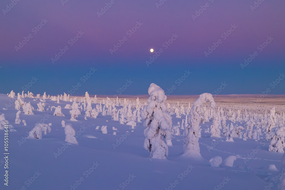 winter landscape with snow