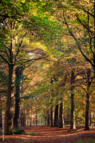 View on the nature during autumn in Mastenbos, Kapellen, Belgium. photo