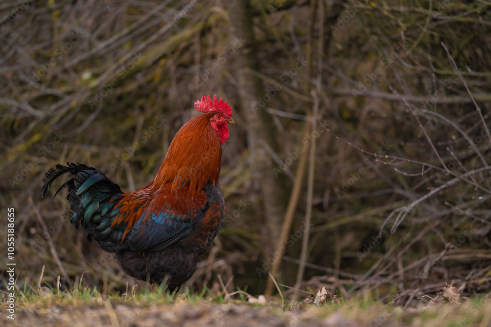 Portrait of a lonely rooster on the farm in the village. Domestic animal free in the garden close to wild nature Portrait of a lonely rooster on the farm in the village. Domestic animal free in the garden close to wild nature