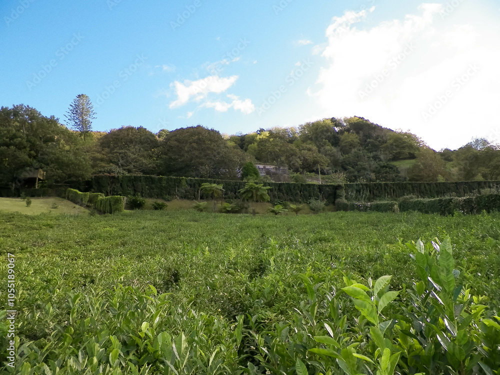 Landscape of green tea plantation. Azores Islands. Landscape of green tea plantation. Azores Islands.