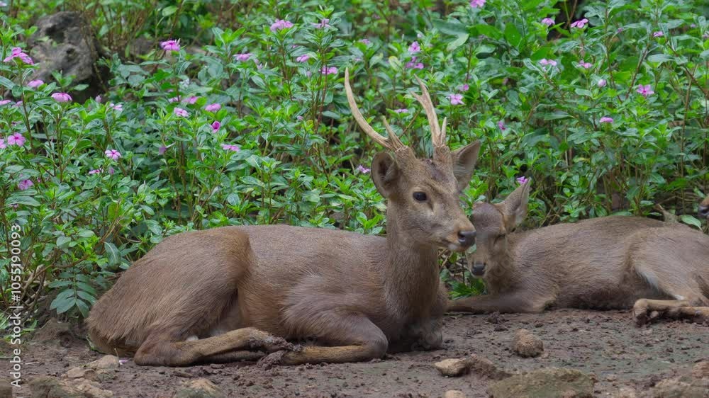 sitting, holiday, adorable, adventure, animal, asia, background, beautiful, brown, buck, cervus nippon, countryside, cute, day, deer, eating, environment, feed, forest, grass, grazing, landscape, mamm sitting, holiday, adorable, adventure, animal, asia, background, beautiful, brown, buck, cervus nippon, countryside, cute, day, deer, eating, environment, feed, forest, grass, grazing, landscape, mamm