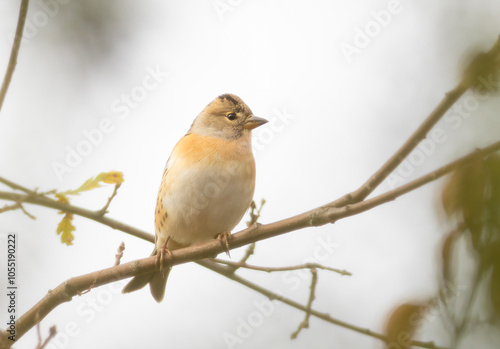 Brambling, Fringilla montifringilla. Bird sitting on a branch, white background