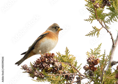 Brambling, Fringilla montifringilla. Bird sitting on a branch, white background, isolated