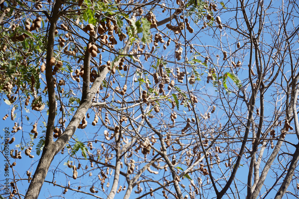 Tamarind tree with ripe tamarind fruits Tamarind tree with ripe tamarind fruits