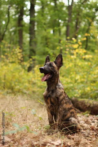 Fotografie A Dutch shepherd puppy is walking in the autumn forest.