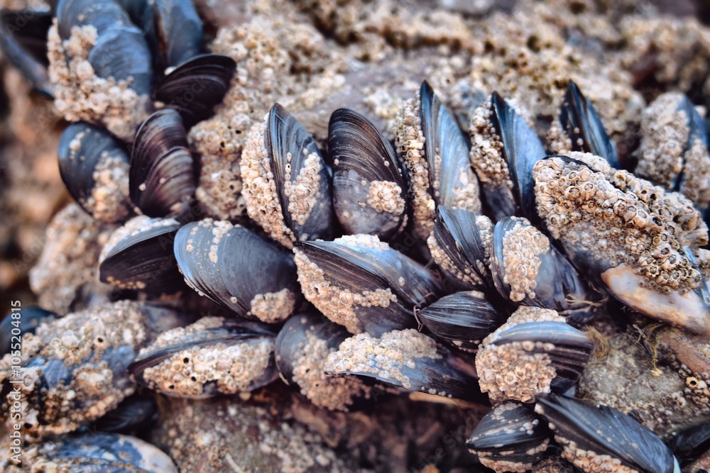 mussels on beach close up mussels on beach close up