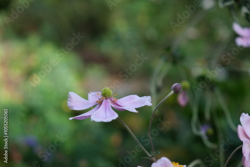 La fleur solitaire