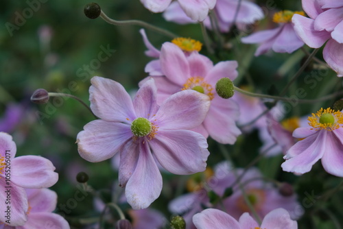 Fleurs roses