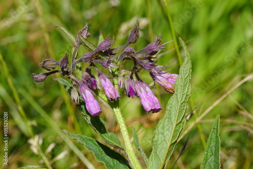 Close up pink to purplish flowers of common comfrey, Symphytum officinale. Family Boraginaceae. July, Summer, Netherlands photo