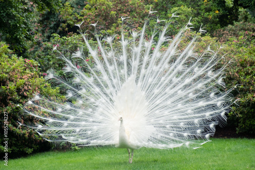 Paon blanc