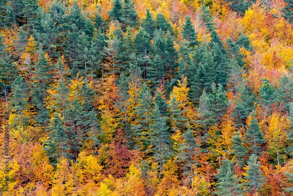 Colores de otoño en la Selva de Irati, Navarra un dia de Noviembre con niebla y lluvia. España, Europa Colores de otoño en la Selva de Irati, Navarra un dia de Noviembre con niebla y lluvia. España, Europa
