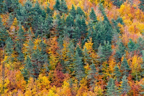 Colores de otoño en la Selva de Irati, Navarra un dia de Noviembre con niebla y lluvia. España, Europa