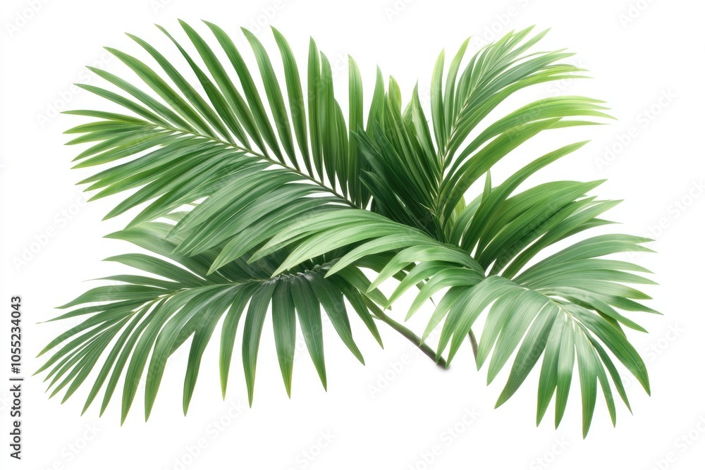 Palm tree leaves isolated on white background. Palm tree leaves isolated on white background.