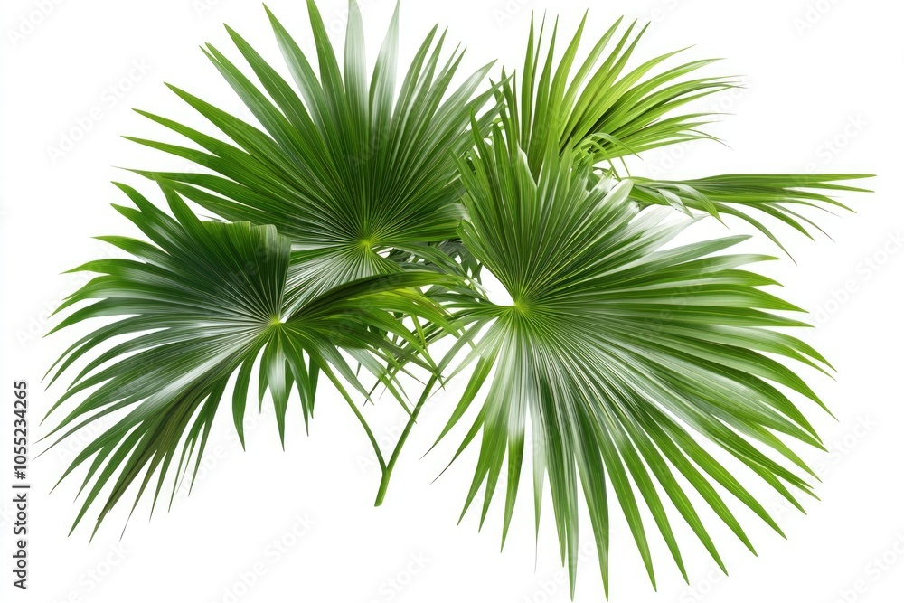 Fototapeta premium Palm tree leaves isolated on white background.