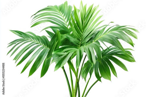 Palm tree leaves isolated on white background.