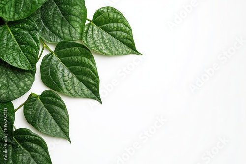 betel leaf photo of betel leaf in the top right corner with a white background betel leaf