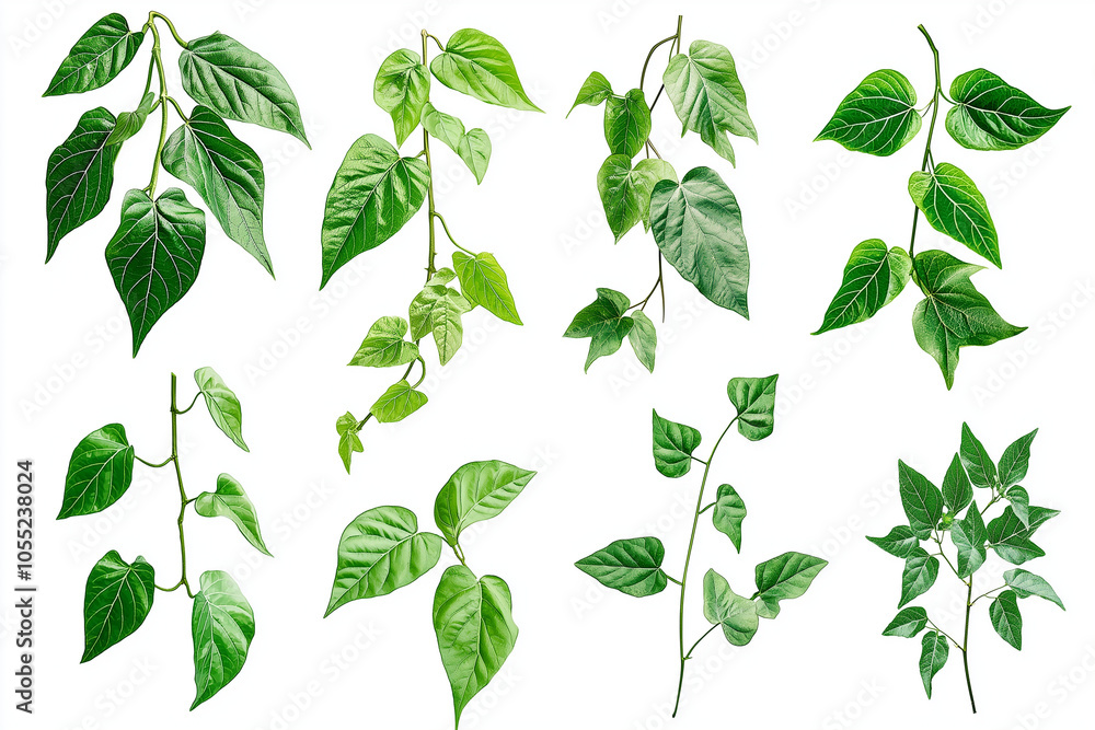 Set of green leaves Set of green leaves