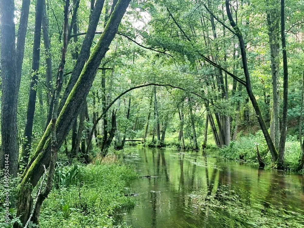 In the forest .