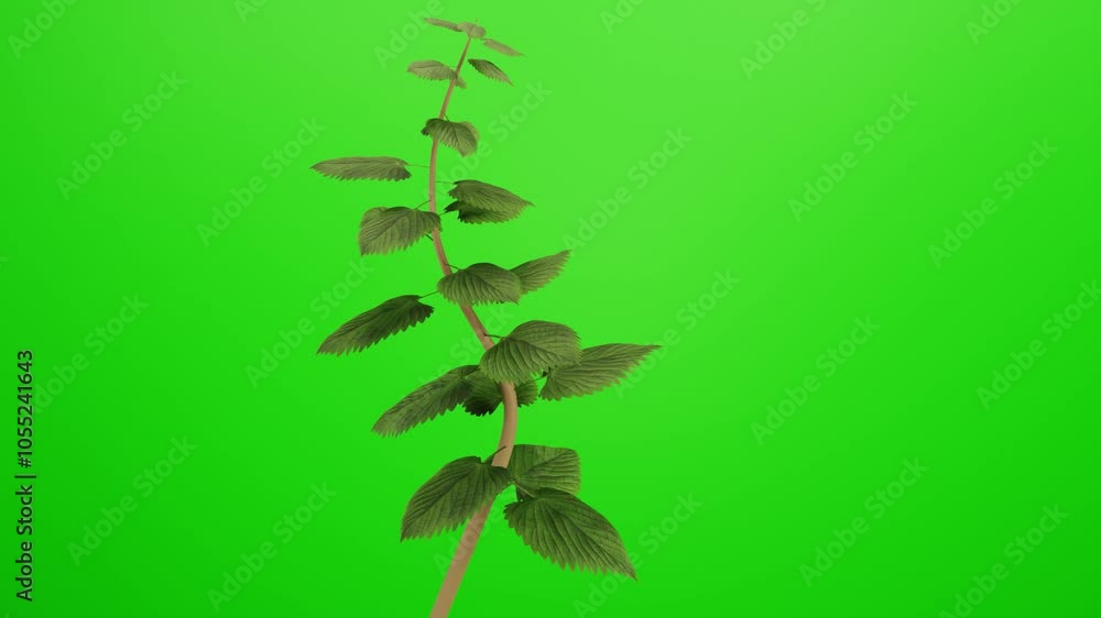 olivenbaum platz Olivenbaum Olea Europaea Cultivo | 230cm main image 1