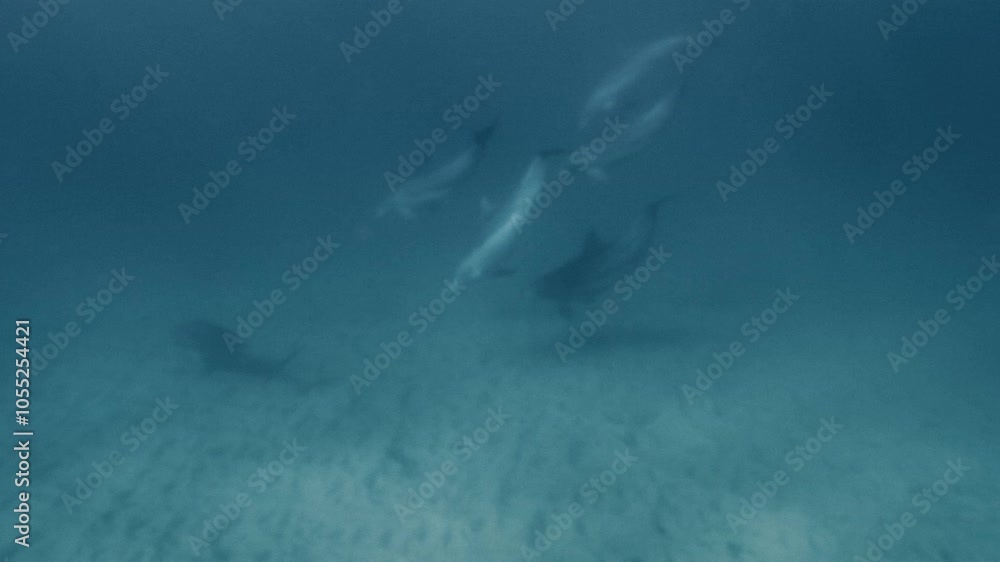 Slow motion of dolphins swimming and playing underwater over a sandy seabed, graceful movements Slow motion of dolphins swimming and playing underwater over a sandy seabed, graceful movements