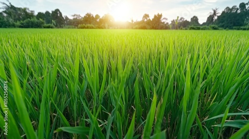 Lush Green Grass Field with Sunset Background Nature Scenery Meadow Landscape Agriculture