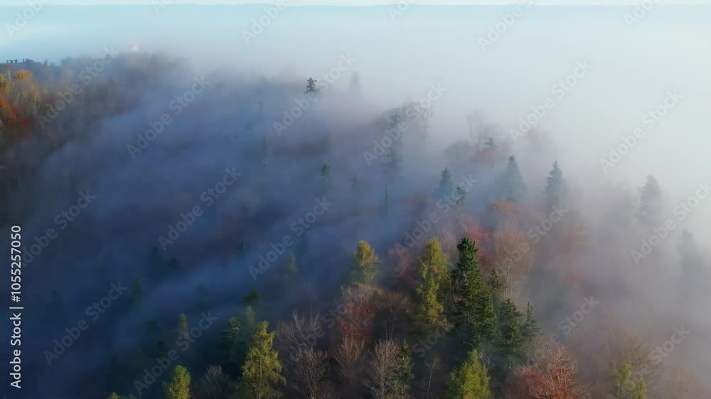 Aerial view of forest hill where the fog flows through the trees. Aerial view of forest hill where the fog flows through the trees.