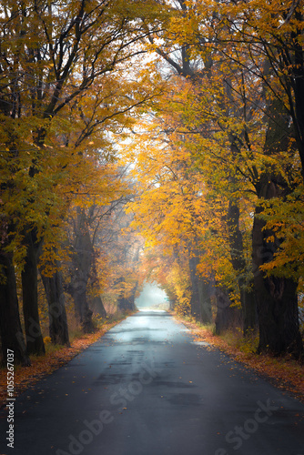 autumn view with colorful trees and shining road