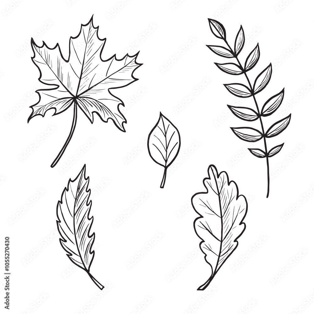 Various autumn leaves. Set sketches. Vector graphic line illustrations, hand drawn isolated. Black and white doodle of foliage. Forest plant, nature concept. Clipart for logo, card, sticker, wrapping. Various autumn leaves. Set sketches. Vector graphic line illustrations, hand drawn isolated. Black and white doodle of foliage. Forest plant, nature concept. Clipart for logo, card, sticker, wrapping.