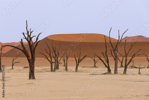 Fototapeta Naklejka Na Ścianę i Meble -  Dead Vlei dans le désert du Namib