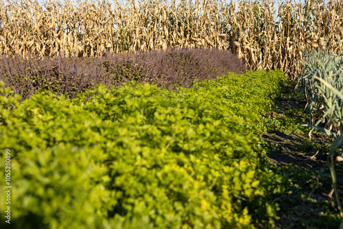 Lush green parsley and purple herbs growing in a rural field, with dry corn stalks in the background. A scenic view of diverse organic farming in a countryside setting.