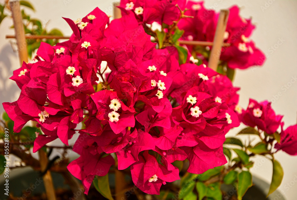 kwitnąca bugenwilla, kącicierń, bugenwilla w doniczce, Bougainvillea, kwitnace pnącze, ciernisty krzew,