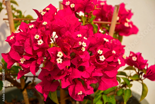 Obraz na płótnie kwitnąca bugenwilla, kącicierń, bugenwilla w doniczce, Bougainvillea, kwitnace pnącze, ciernisty krzew, w salonie
