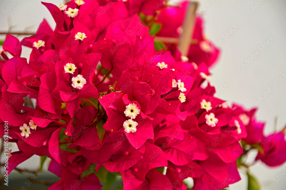kwitnąca bugenwilla, kącicierń, bugenwilla w doniczce, Bougainvillea, kwitnace pnącze, ciernisty krzew,