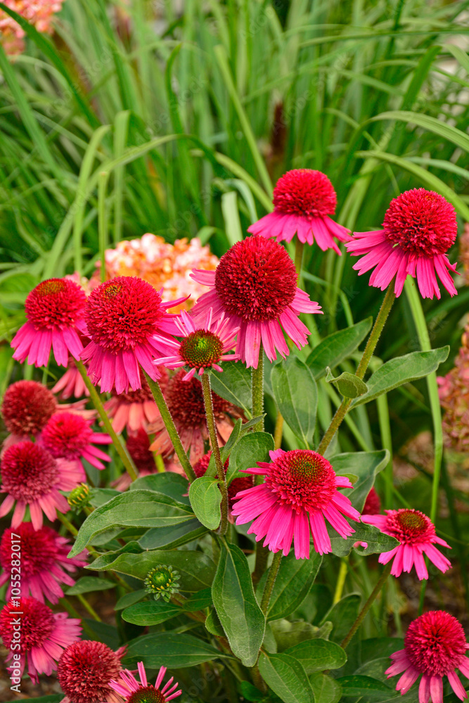 Jeżówka purpurowa, rozplenica japońska i hortensja bukietowa na rabacie, Echinacea purpurea, Hydrangea paniculata, pennisetum alopecuroides, a pink flowering coneflower and ornamental fountain grass