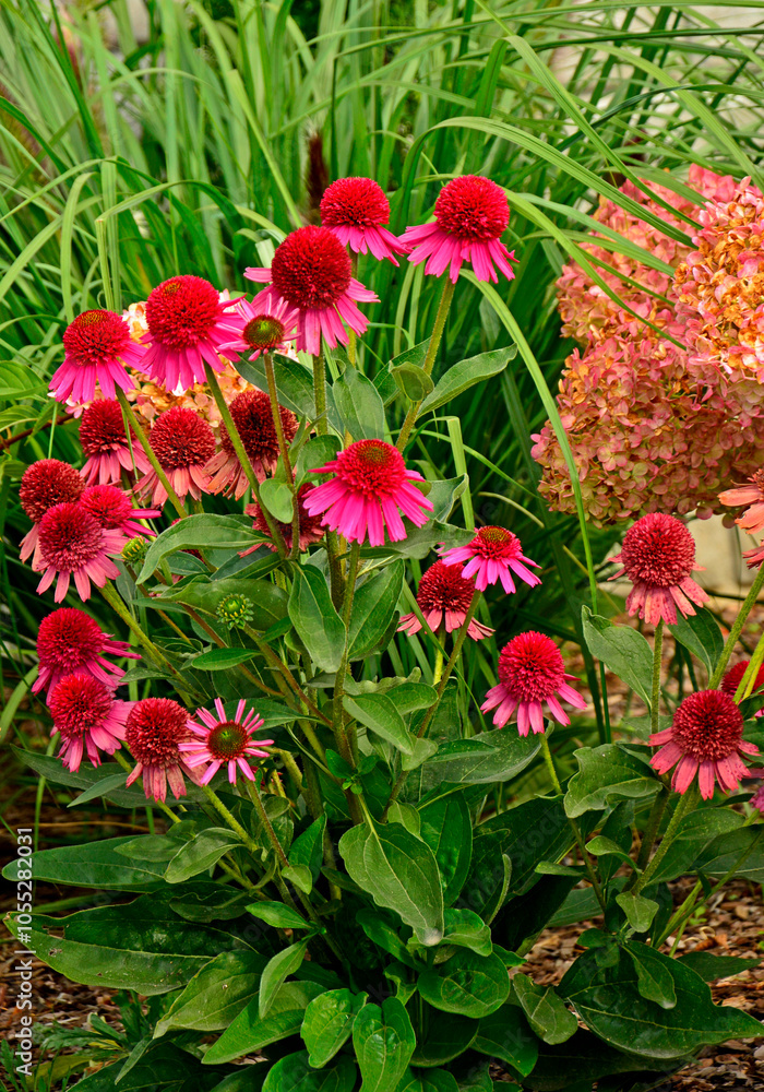 Jeżówka purpurowa, rozplenica japońska i hortensja bukietowa na rabacie, Echinacea purpurea, Hydrangea paniculata, pennisetum alopecuroides