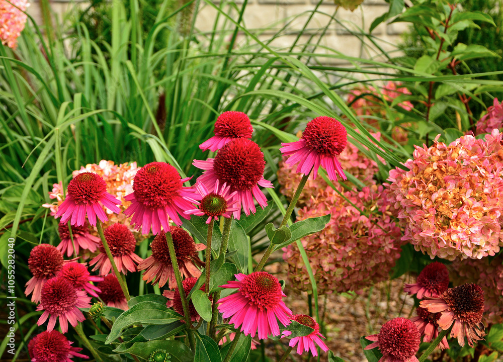 Jeżówka purpurowa, rozplenica japońska i hortensja bukietowa na rabacie, Echinacea purpurea, Hydrangea paniculata,