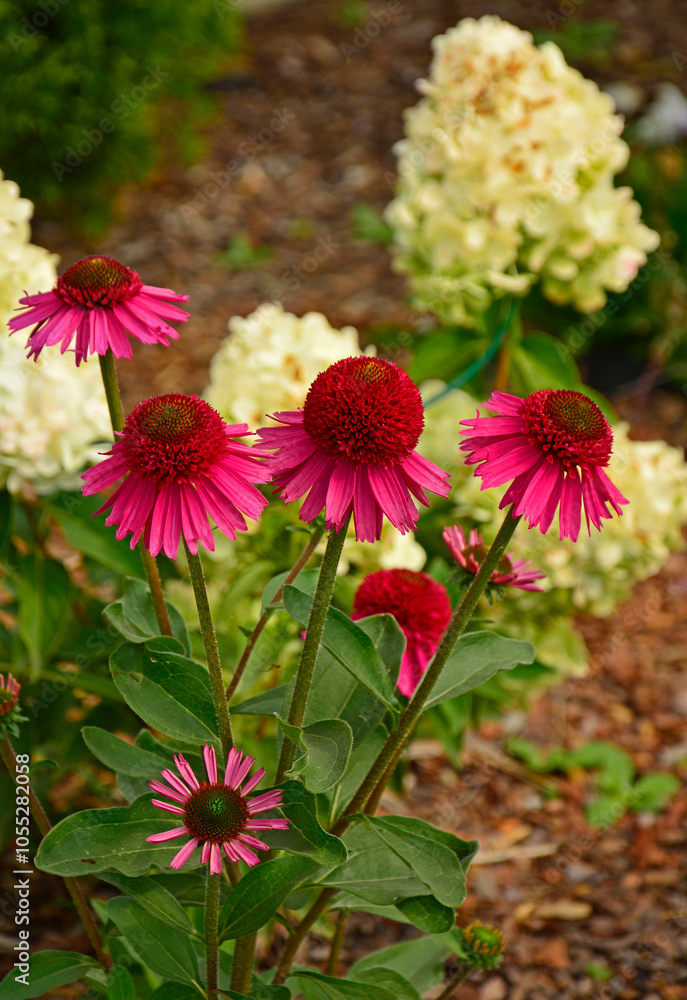 Jeżówka purpurowa i hortensja bukietowa na rabacie, Echinacea purpurea, Hydrangea paniculata,